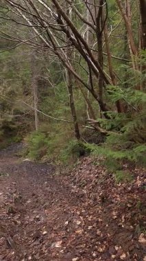 Ormanın güzel manzarası