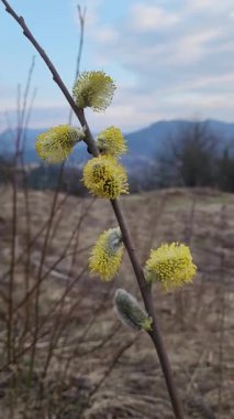 Ormandaki bahar manzarası. Ormandaki ilk bahar çiçekleri