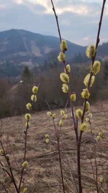 Ormanda güzel bahar çiçekleri