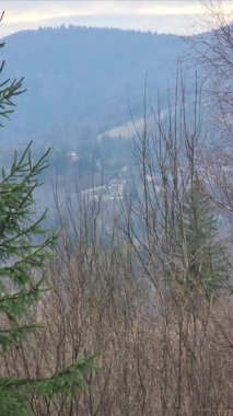 Ormanın güzel manzarası