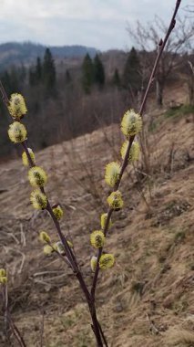 bahar manzarası, ağaçlar, doğa arka planı