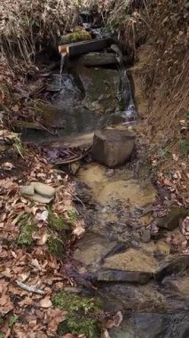 Ormanda küçük bir nehir.