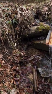 Nehir ağaçların arasından akıyor.