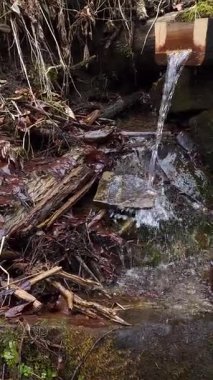 Ormanda akan güzel nehir.