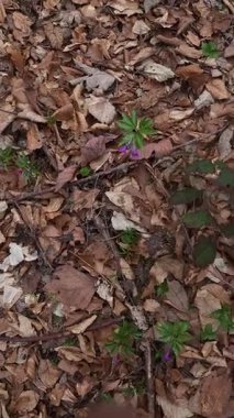 doğada mor çiçekler