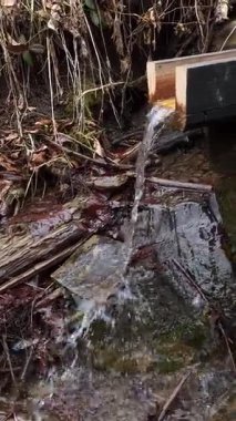 Ormandaki su akıntısı