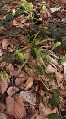 Güzel botanik fotoğrafı, doğal duvar kağıdı.