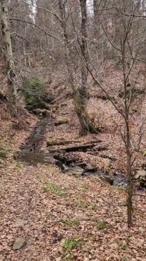 Dağlardaki güzel orman