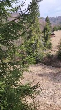 Ormandaki güzel bir ağaç görüntüsü.