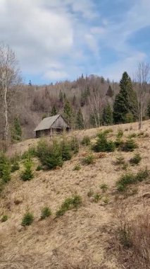 Kırsal kesimdeki ormanın dikey görüntüsü.