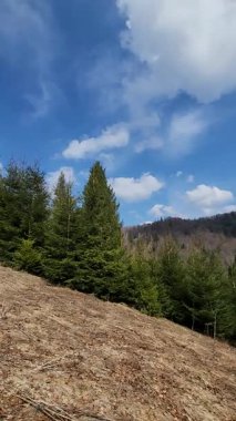 Ağaçlar ve ormanlarla dolu güzel bir manzara.