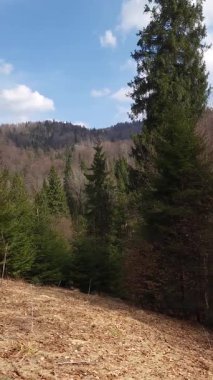 Ormanın güzel bir manzarası