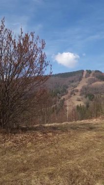 Ağacı ve ormanı olan güzel bir manzara.