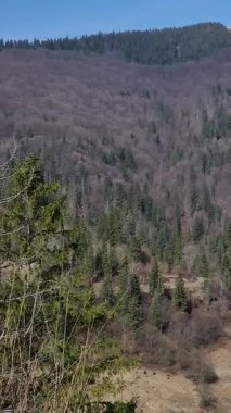 güzel dağ manzarası ile orman