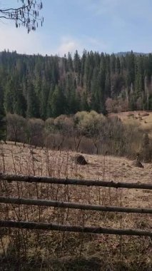 Ormanın güzel manzarası