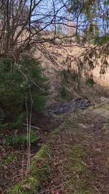 Bir ormanın dikey görüntüsü ve arka planda ağaçlar