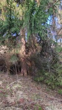 Ormandaki güzel bir ağaç görüntüsü.