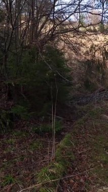 Orman ve baharda bir nehir.