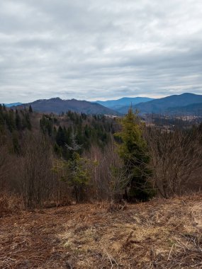 Dağlardaki ağaçların ortasındaki ormanın dikey görüntüsü.
