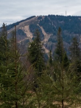 Ormanda bir ağacı olan güzel bir manzara.