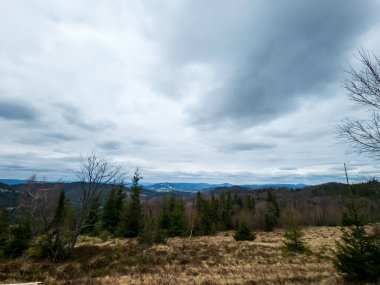 Bir orman manzarası ve bulutlu bir gün