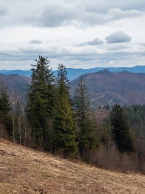 Ormandaki dağın manzarası.