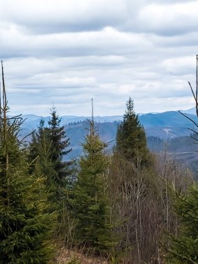 Ormanın güzel manzarası