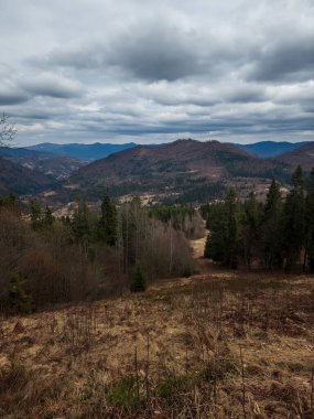 Karpat Dağları 'ndaki ormanın dikey bir resmi