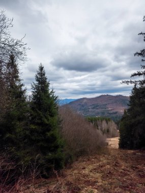 Orman manzarası ve dağların arkasındaki ağaçlar.