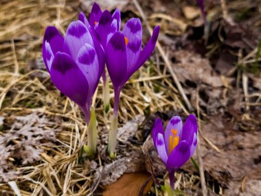 bir bahar bahçesinde mor çiçek
