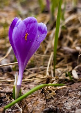 İlkbaharın başlarında bir çayırda güzel mor timsahlar
