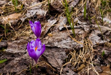 Erken baharda bitkisi çiçeği