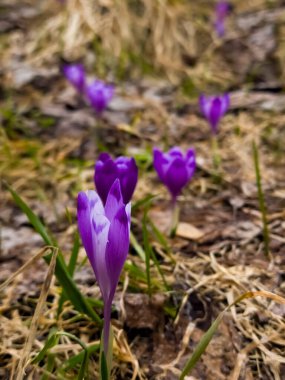 Bahçede güzel bahar çiçekleri