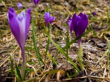 Bahar menekşeli timsahlar bahçede