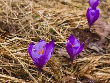 İlkbaharda kır çiçekleri