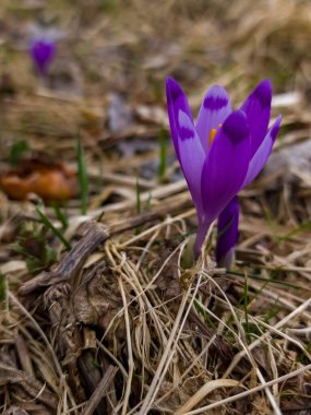 Parkta güzel bahar çiçekleri