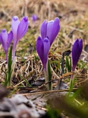 İlkbaharın başlarında ormanda mor çiçek.
