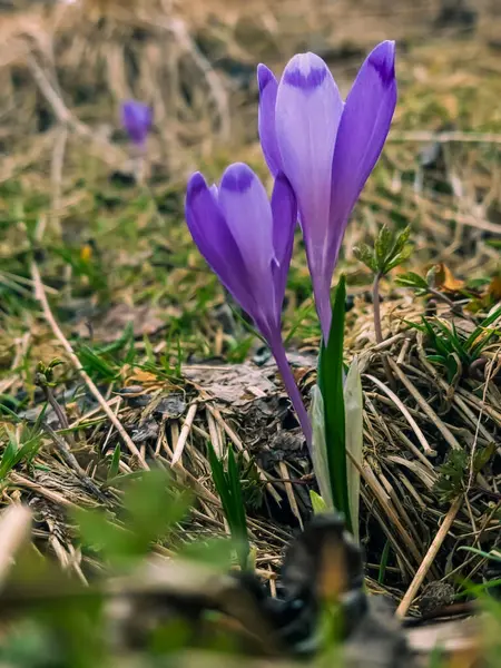 Bir bahçe bitkisi çiçeği.