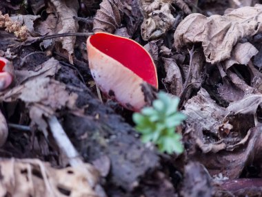 Ormanda yetişen kırmızı mantar
