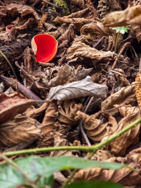 Ormanda kırmızı mantar