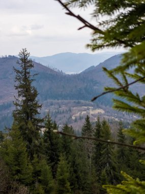 Dağları olan güzel bir orman