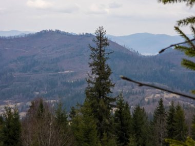 Ukraynalı Karpatların güzel manzarası