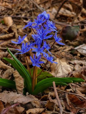 Bahar çiçeklerinin arka planında mavi sümbüller