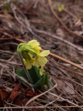 ormanda bahar çiçekleri