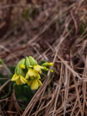 Ormanda ilkbahar sarı çiçekleri