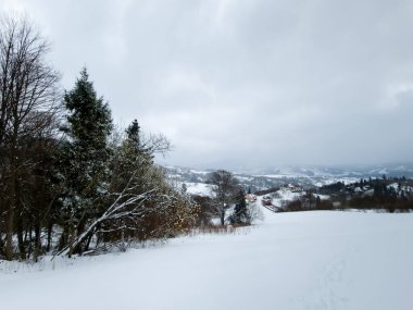Karla kaplı ağaçlarla kaplı kış manzarası.