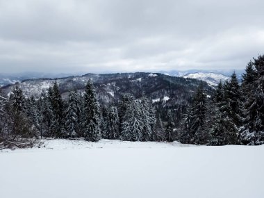 Karla kaplı ağaçlarla kaplı kış ormanı