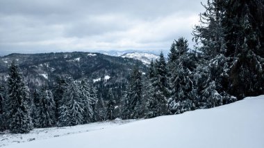Kışın karla kaplı ağaçlar