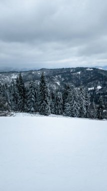 Karla kaplı ağaçlarla kaplı kış manzarası