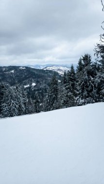 Karla kaplı orman çok karlı.